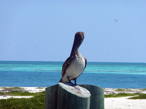 Dovolenka na Floride - koľkých pelikánov napočítate?