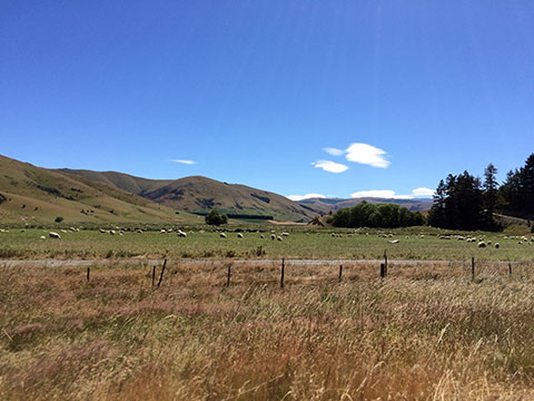 Koľko oviec narátaš počas dovolenky na Novom Zélande?