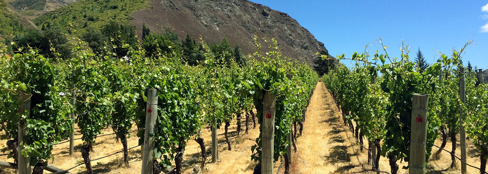 Počas dovolenky na Novom Zélande môžeš ochutnať vynikajúce miestne vína